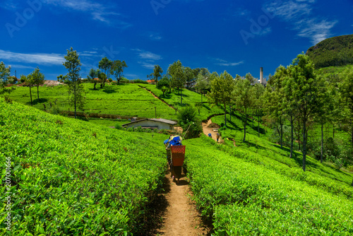 Cuadros en Lienzo Tea plantations and factory in Sri Lanka.