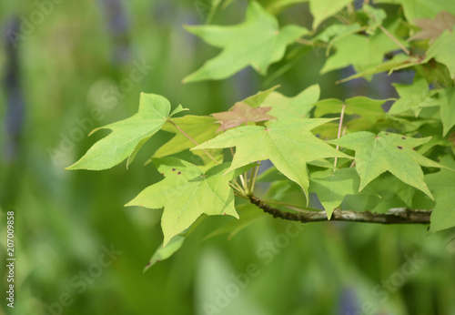Fotografie, Obraz Beautiful Branch with a Group of Green Maple Leaves