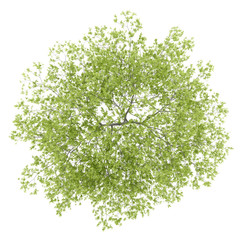 Wall Mural - top view of peach tree isolated on white background