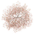 top view of flowering peach tree isolated on white background