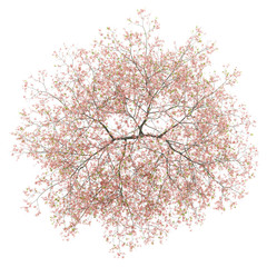 Wall Mural - top view of flowering peach tree isolated on white background