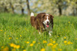 Mixed breed dog in a flower meadow