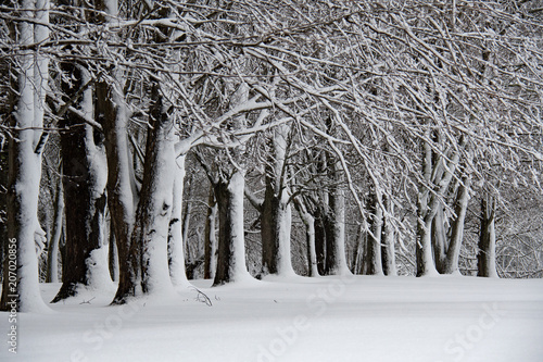 Fotografía Snow Covered Trees After Winter Storm Elsa