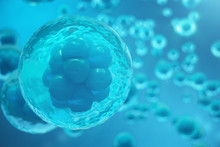 3D Rendering Human Or Animal Cells On Blue Background. Concept Early Stage Embryo Medicine Scientific Concept, Stem Cell Research And Treatment.