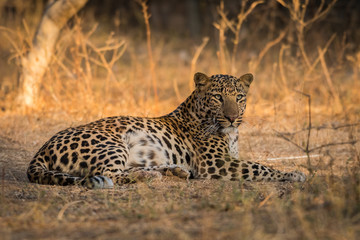 Wall Mural - A sub adult male leopard of jhalana forest area