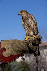 falconry practice with a kestrel