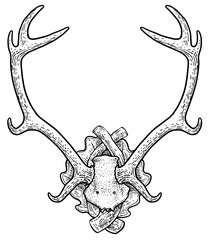 Wall Mural - Deer trophy illustration, drawing, engraving, ink, line art, vector