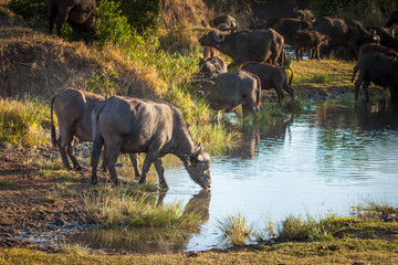 Wall Mural - fauna of Africa. Kenya. bulls drink water. African bulls. Safari