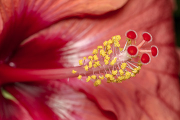 Hibiscus flower pistil and stigma - flower pistil extreme close up  -red flower pistil macro photo