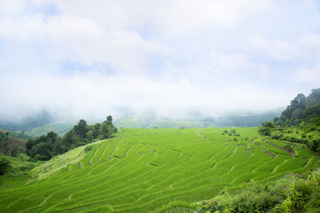rice terraces field farming in northern thailand.