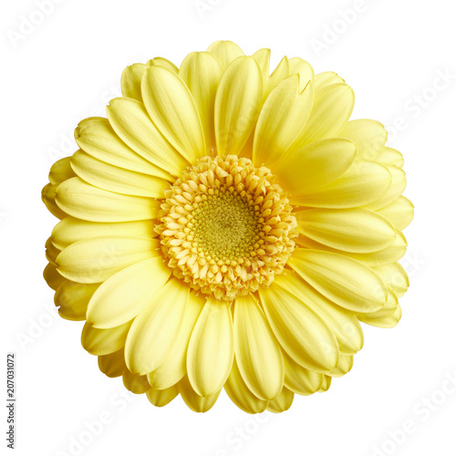 Yellow gerbera daisy flower isolated on white background