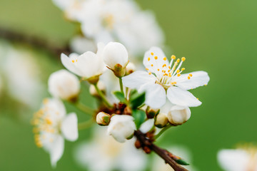 Wall Mural - White Plum Tree Flowers In Spring