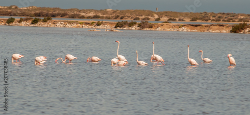 Fotografía Flamingos in the Mar Menor in Murcia. Spain