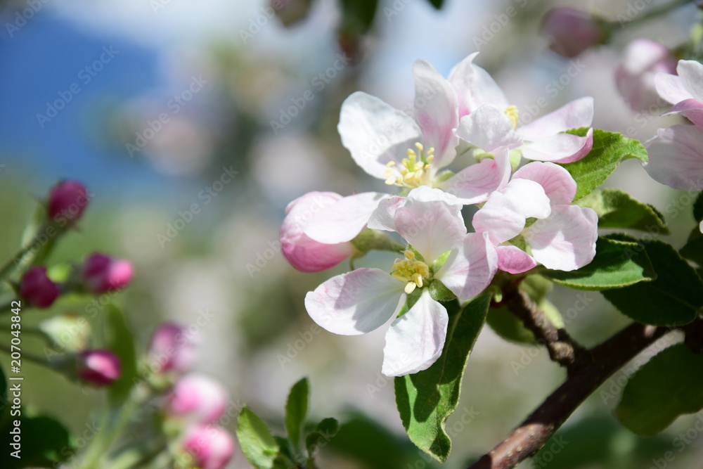 Blüte des Apfelbaumes, Blütezeit in Südtirol - obrazy, fototapety, plakaty 