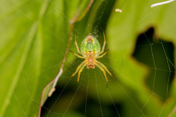 Creepy green spider in a spiderweb
