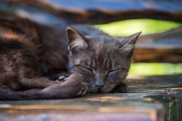 Wall Mural - Cat sleeping on the wooden bench