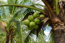 Coconuts On A Coconut Tree. A Coconut Contains Large Quantity Of Potable Water Or Juice, When Mature They Can Be Processed To Give Oil From Kernel, Charcoal From The Hard Shell, Coir From Fibrous Husk