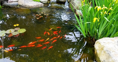 Fotomural Koi Fish in Pond with Tall Irises and Natural Stones; Landscaping and Water Feat