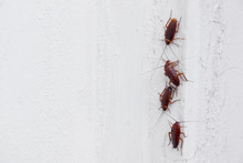 Cockroaches On The White Wall Of The House