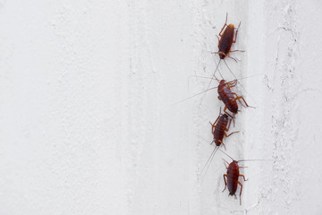 Cockroaches on the white wall of the house