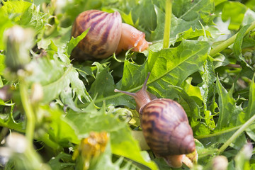 hand snails of walk in the grass