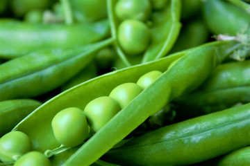 Green peas or peas (Latin Písum) cerebral. Ingredient for cooking, raw food and feed. Close-up.