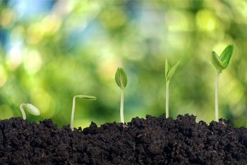 Canvas Print - Agriculture.