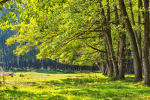 Alder Forest In Romania