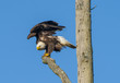Aggressive Bald Eagle