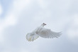 white feather homing pigeon flying over sky