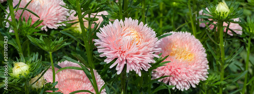 banner lush fresh purple flowers asters