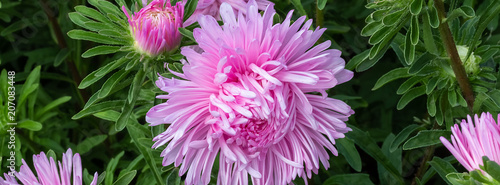 banner lush fresh purple flowers asters