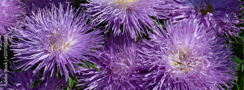 banner lush fresh purple flowers asters