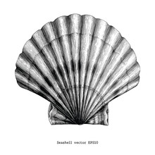 Scallop Seashell Vintage Clip Art