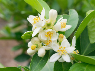 Fresh green lime, main ingredient in asian dish or food, on tree branch over blurred farm and garden background