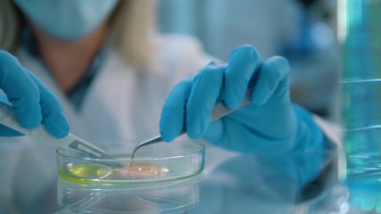 Wall Mural - close-up of cutting tissue in petri dish and preparing for further analysis. focused young life scie