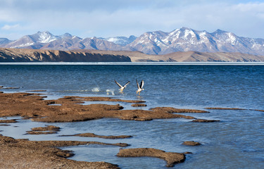 Wall Mural - Bar-headed goose flying off at Manasarovar lake in Tibet