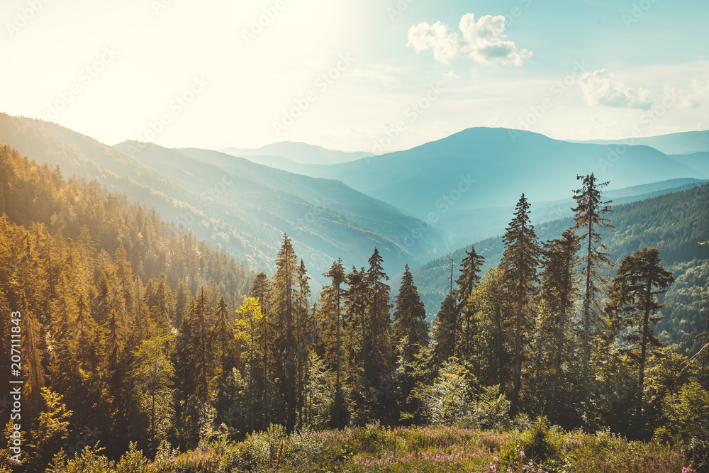 Magnificent panoramic view the coniferous forest on the mighty Carpathians Mountains and beautiful blue sky background. Beauty of wild virgin Ukrainian nature. Peacefulness. - obrazy, fototapety, plakaty 