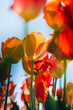 Tulpen in freier Natur