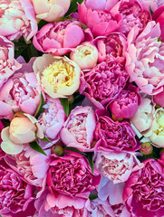 Wall Mural - Peony flowers pink and white