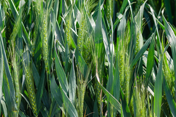 Poster - Close-up of a wheat field