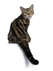 Brown and black tabby American Shorthair cat kitten sitting backwards looking over should  at camera isolated on white background