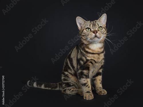 Brown And Black Tabby American Shorthair Cat Kitten Sitting