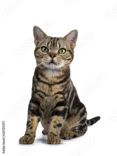 Brown And Black Tabby American Shorthair Cat Kitten Sitting Facing