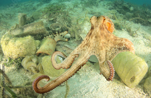 Plastic Pollution In Ocean Octopus On Plastic Bottles And Trash