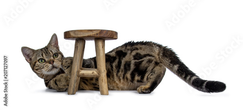 Brown And Black Tabby American Shorthair Cat Kitten Laying Down