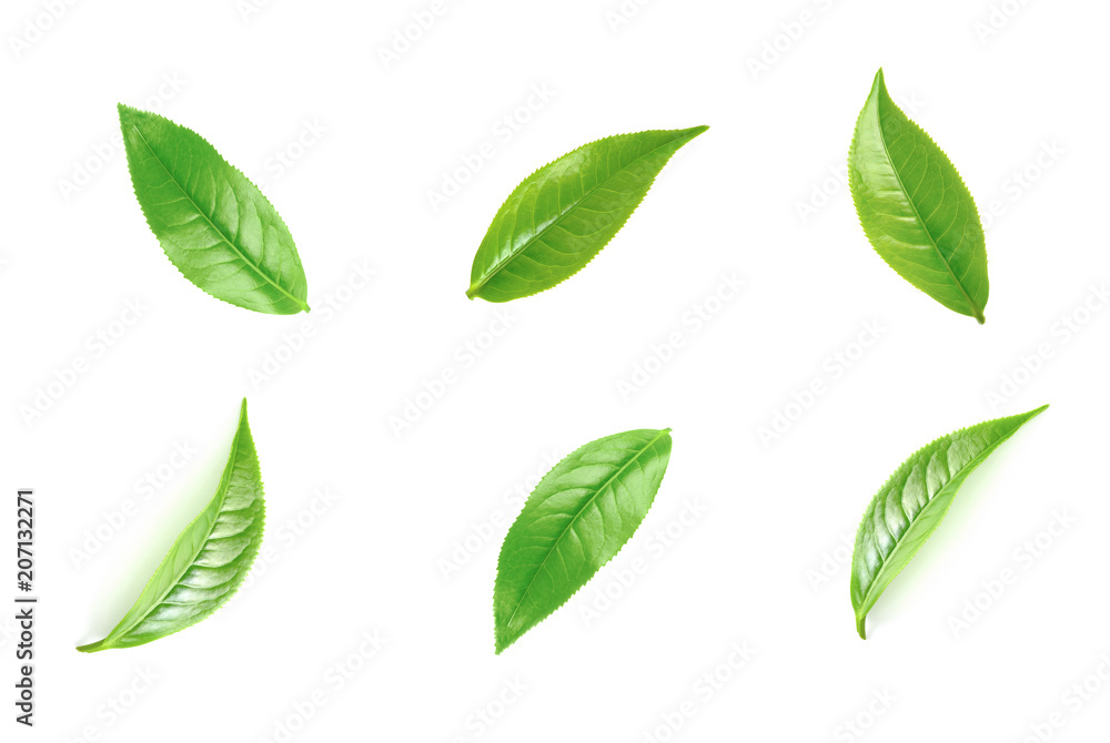 Green tea leaf collection isolated on white background - obrazy, fototapety, plakaty 