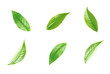 Leinwandbild Motiv Green tea leaf collection isolated on white background