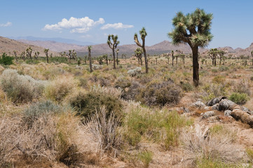 Wall Mural - Joshua Tree