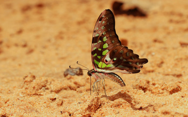 Canvas Print - Butterfly in Natural background.